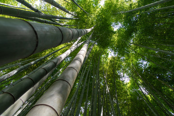 green bamboo forest in japan.