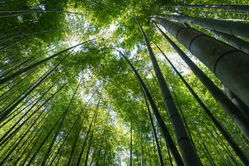 Obraz na płótnie Canvas green bamboo forest in japan.