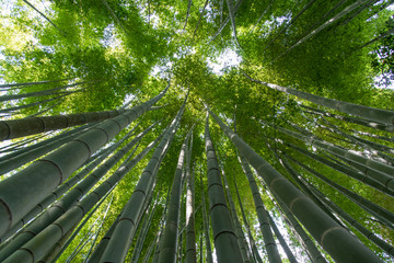green bamboo forest in japan.
