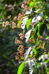 light through my flowers