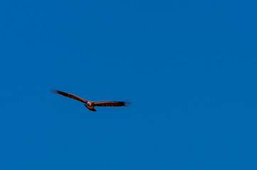 A White-headed vulture -Trigonoceps occipitalis- circling over Etosha National Park, Namibia.
