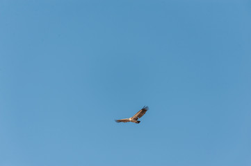 A White-headed vulture -Trigonoceps occipitalis- circling over Etosha National Park, Namibia.