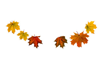 Set of colorful maple leaves isolated on white background