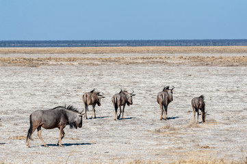 Five blue wildebeest - Connochaetes taurinus- walking onto the Etosha Pan. Etosha National Park, Namibia.