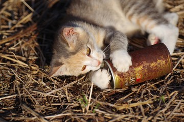 空き缶で遊ぶ猫