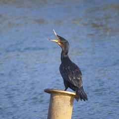 Double crested cormorant on the river Axe in Devon