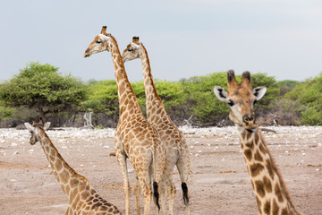 Four giraffes - two of them focused, Etosha, Namibia, Africa