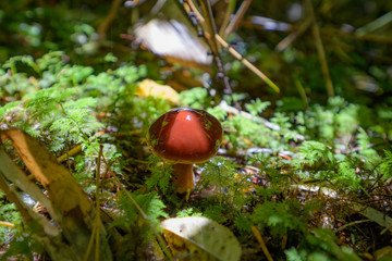 かさにツヤがある不思議なきのこ