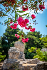 Ancient ruins in de city of Kos Greece