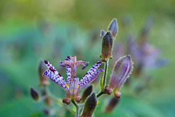 赤紫の台湾杜鵑草