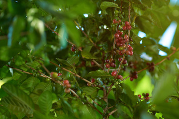 Coffee branch with beans