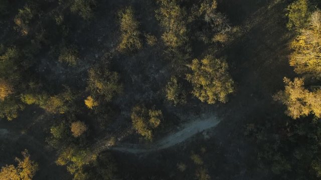 Aerial drone footage. Flight over autumn forest top down view