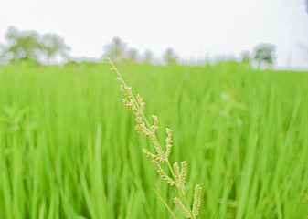 Fototapeta premium close up of rice field, green rice plant on a east asia farmland