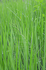 close up of rice field, green rice plant on a east asia farmland