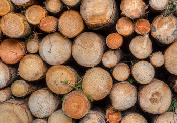 Gestapelte Baumst&auml;mme warten auf den Abtransport