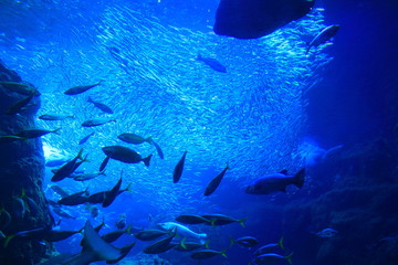 江の島水族館の巨大水槽 © yuuki