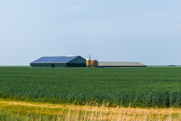 Dutch livestock farm in the countryside of Groningen, The Netherlands, Europe.