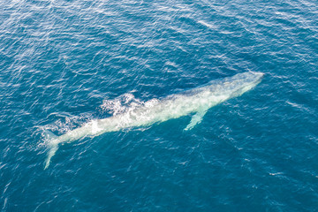 Fototapeta premium A pygmy blue whale, Balaenoptera musculus brevicauda, swims in the Banda Sea, Indonesia. This huge cetacean reaches up to 24 meters in length and makes up to about half of all blue whales alive.