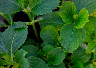Green Leaves