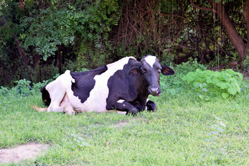 cow grazing in field