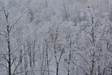 Snow-capped treetops.
