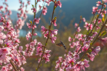 Macroglossum stellatarum know as sphinx hummingbird while looking for nectar among peach blossoms