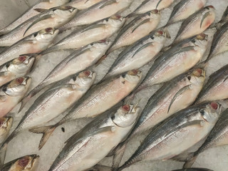 Obraz premium fresh fish at the market