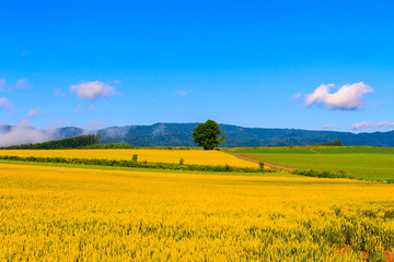 Fototapeta premium 名前も無い木