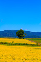 Fototapeta premium 名前も無い木