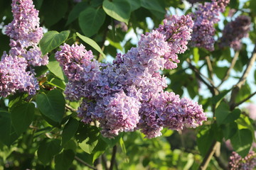 beautiful lilac. Spring day in the park.