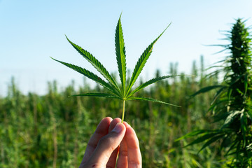 Hand holding cannabis leaf at outdoor cannabis farm field. Hemp plants used for CBD and health