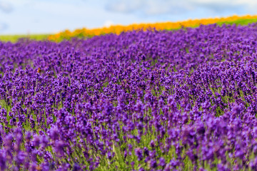 Fototapeta premium ラベンダーの花