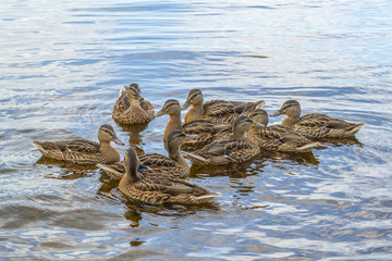 Background of wildlife. Mallard ducks with ducklings swim in pond water.