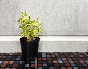 plant in a pot at the wall