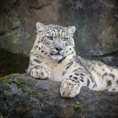 Snow leopard on rocky ledge