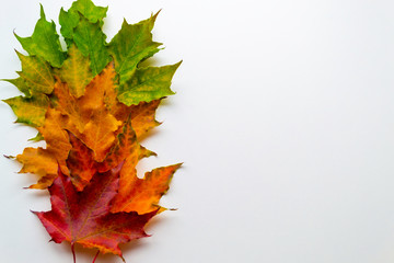 Rainbow from  maple leaves. Autumn background. Flat lay