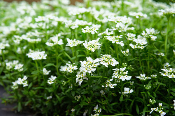 Alyssum. Alyssum flowers. Close up of Lobularia maritima flowers. Floral pattern. Spring and summer flowers background texture.
