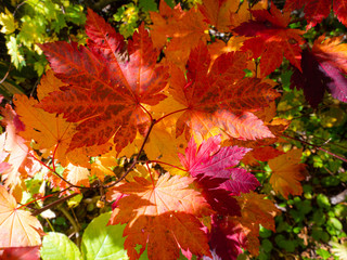 紅葉 秋 空