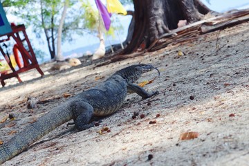 iguana on a rock