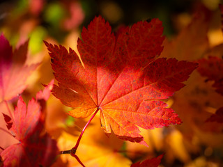 紅葉 秋 空