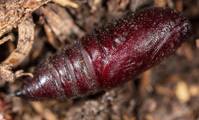 Butterfly pupa on the ground