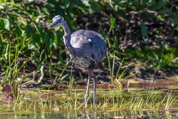 Blue Heron Stocking