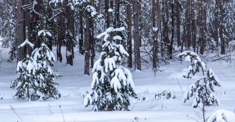 Pine trees in the forest covered with snow