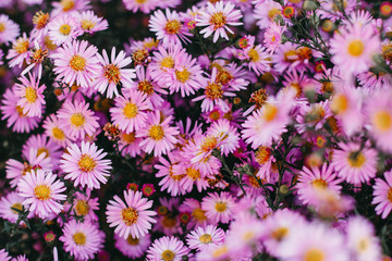 pink flowers of autumn asters. floral background	