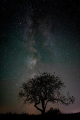 tree on black background with milkyway