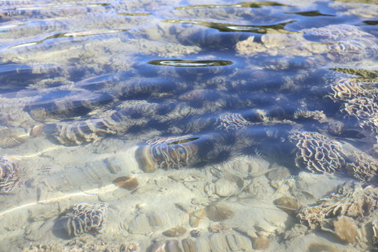 Korallenstrand