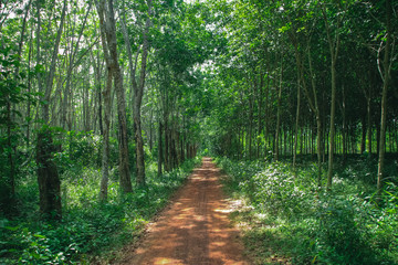 Forest pathway on a beautiful day with soft sunlight shines through the fresh green foliage.,Summer season.