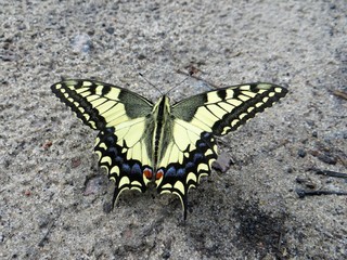butterfly on sand