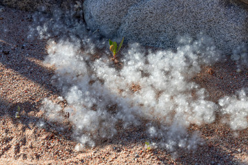 Poplar fluff with seeds and tree sprout on the sea sand. Kyrgyzstan