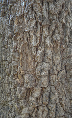 Fototapeta premium bark of a tree, close up